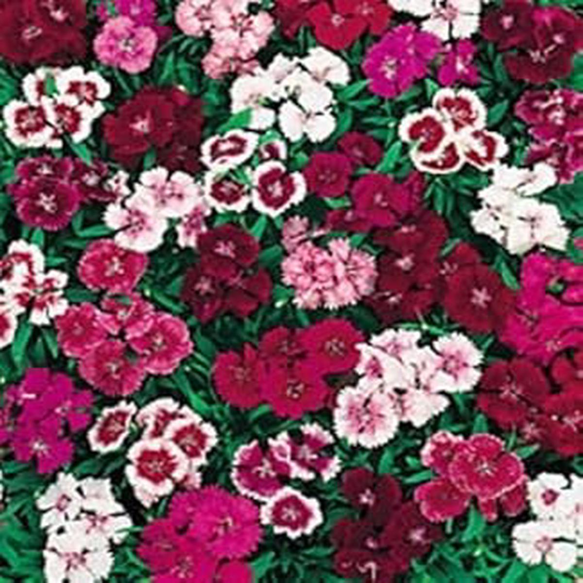 Mixed Dianthus Flower Seeds for Planting