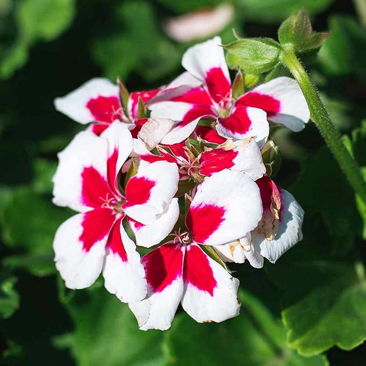 Red White Geranium Flower Seeds for Planting Heirloom, Non-GMO, High Germination Organic Garden Seeds