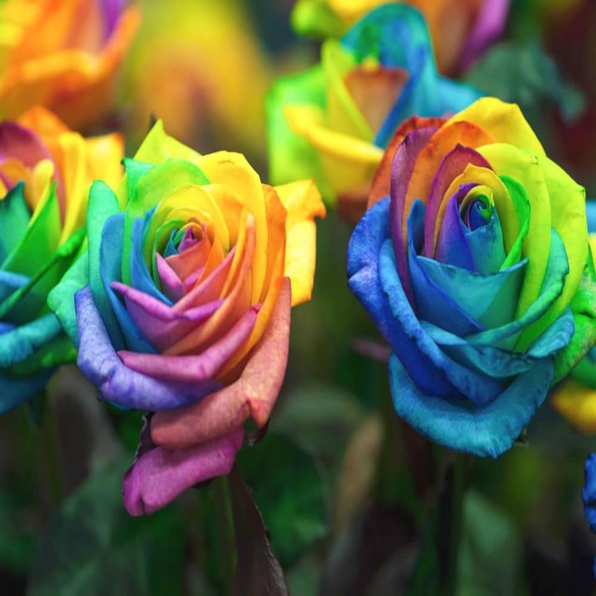 Roses Multi Colour Flower Seeds for Planting Compact Growth, Heirloom, Non-GMO, High Germination