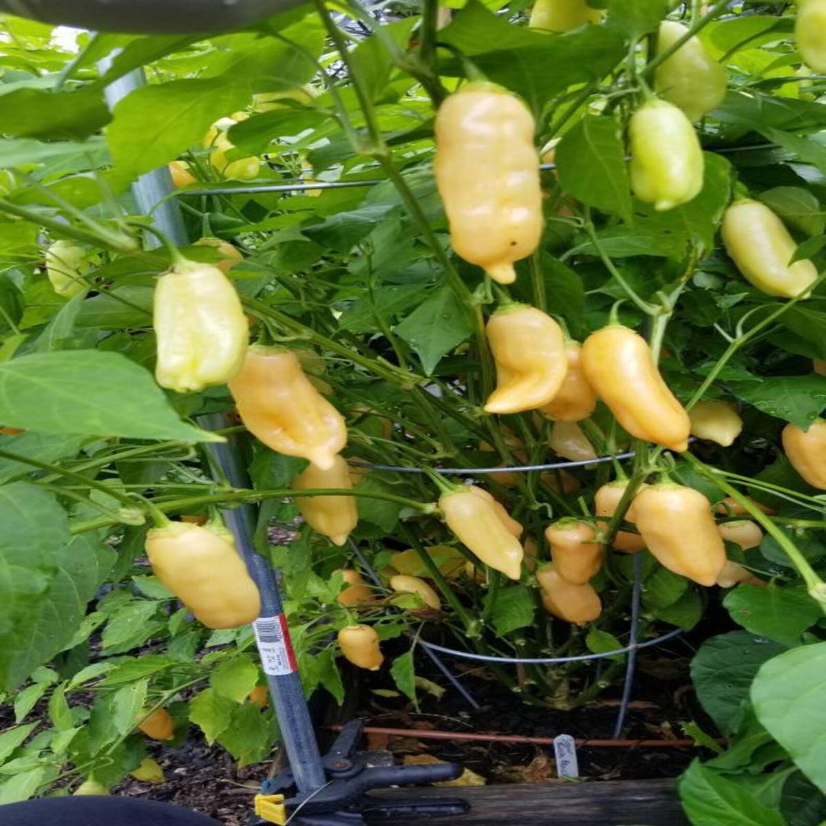 Sugar Rush Peach Pepper Seeds for Planting Heirloom, Non-GMO, Sweet Hot Chili High Germination