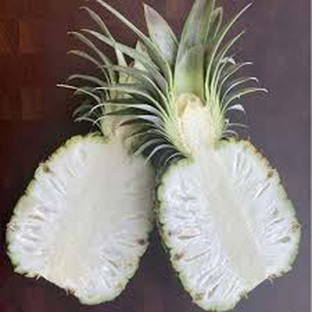 White Flesh Pineapple fruit seeds for planting - Heirloom & Non-GMO Garden seeds, exotic sweet variety