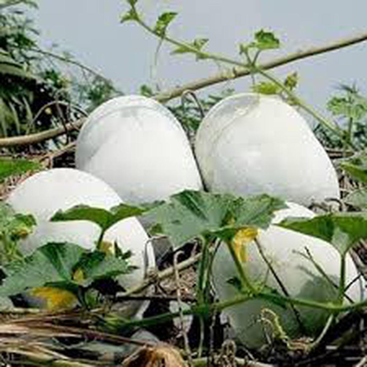White Gourd Vegetable Seeds for Planting Heirloom & Non-GMO Garden Seeds