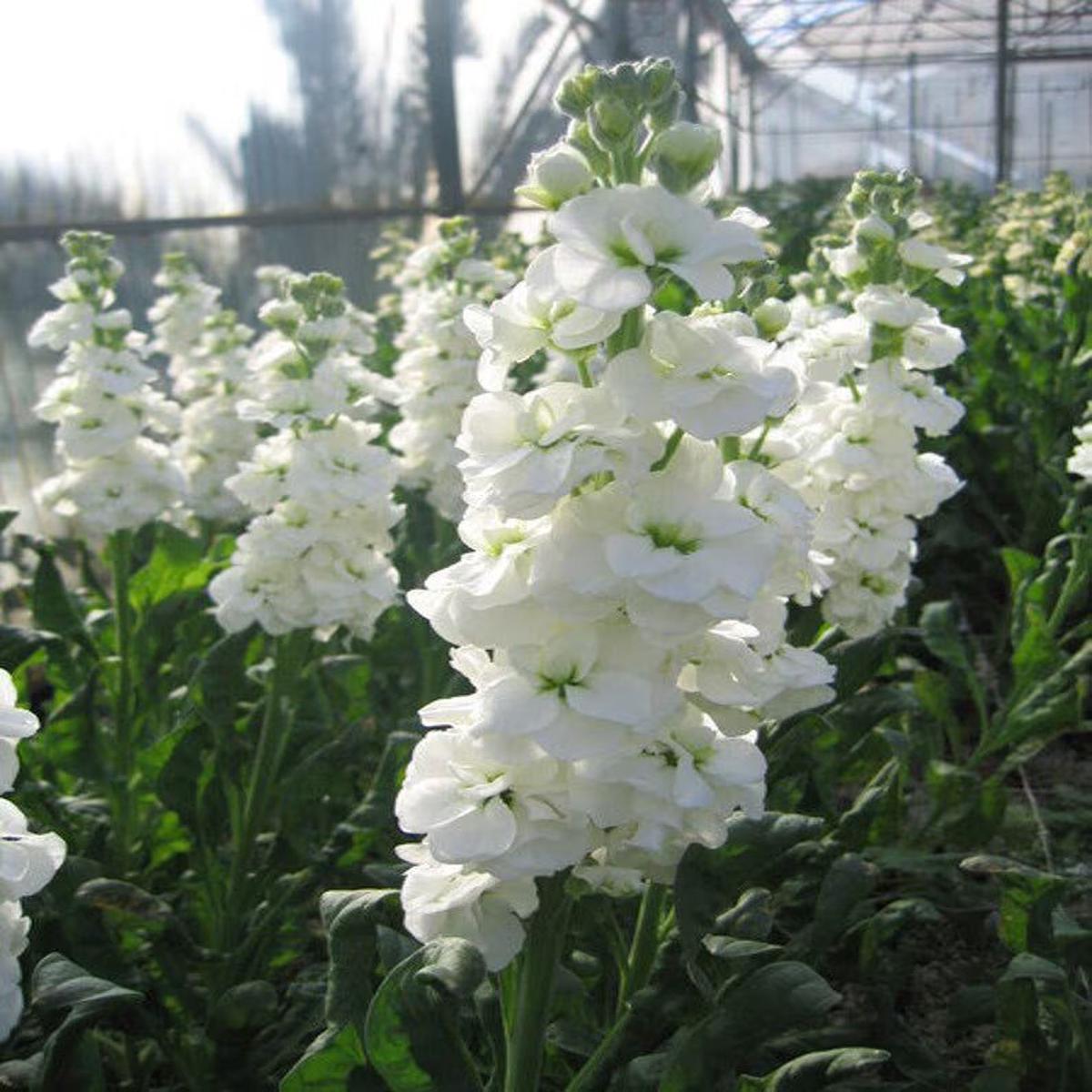 White Matthiola Flower Seeds Sun Loving, Heirloom & Non-GMO for Home Garden