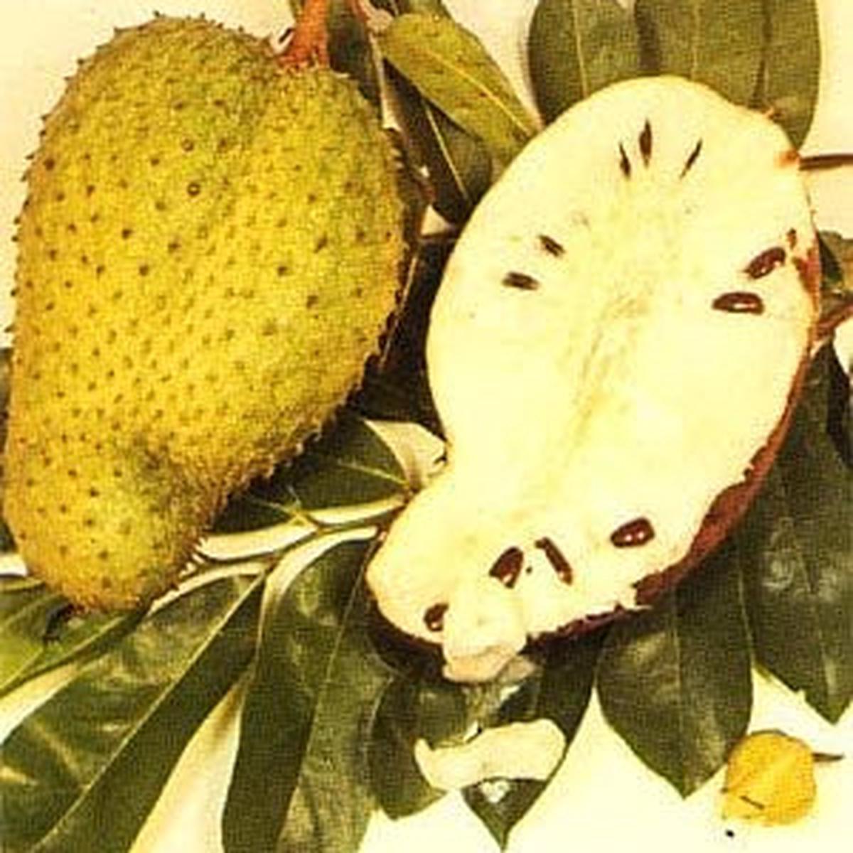 Yellow Green Soursop fruit seeds for planting - Heirloom & Non-GMO garden seeds, rare tropical variety