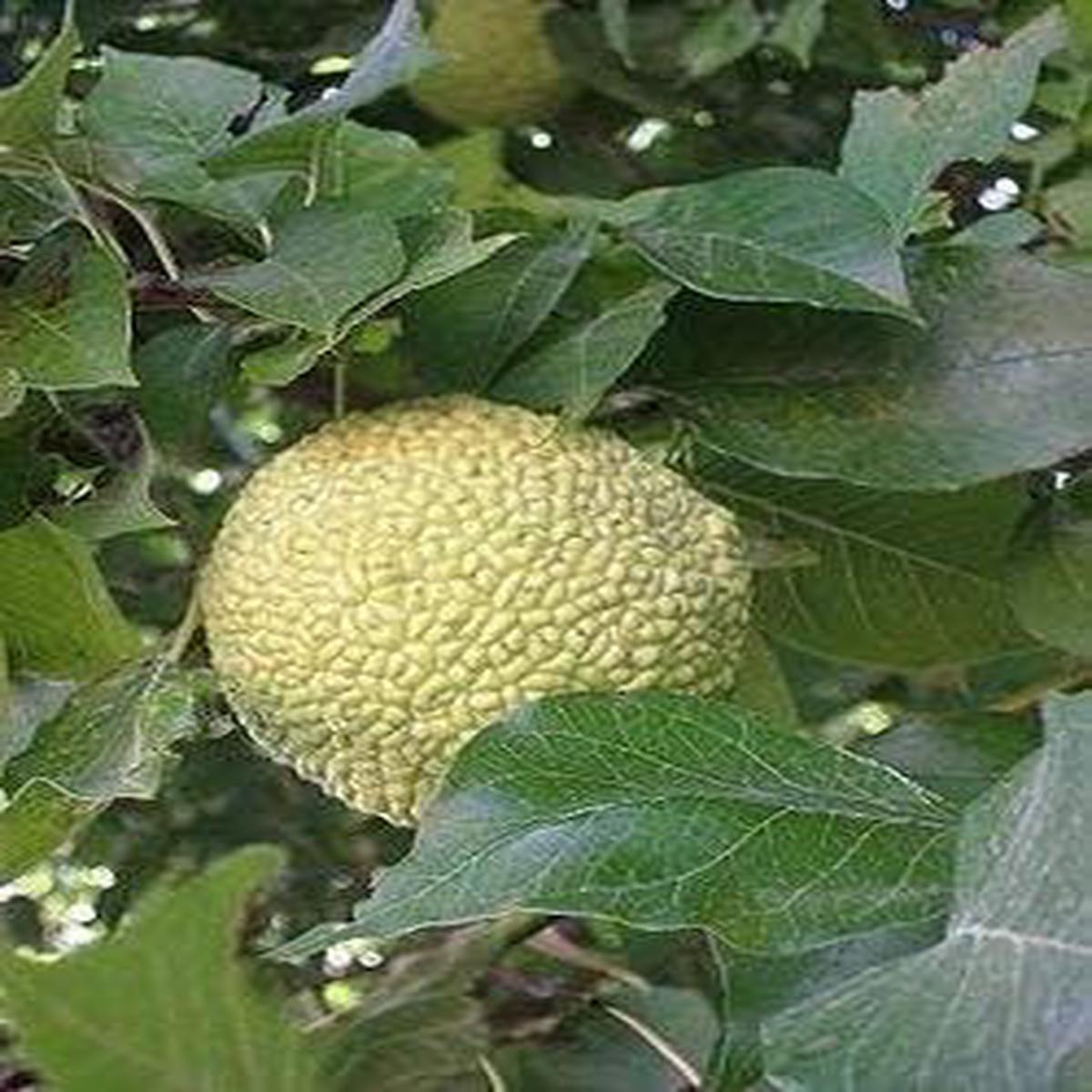 Yellow Maclura fruit seeds for planting - Heirloom & Non-GMO Garden seeds, hardy fruiting variety for landscapes