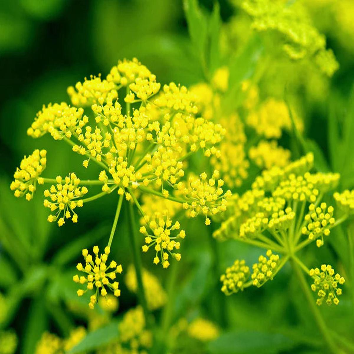Yellow Mammoth Dill Herb Seeds for Planting  Heirloom, Non-GMO, Organic Garden Seeds with High Germination