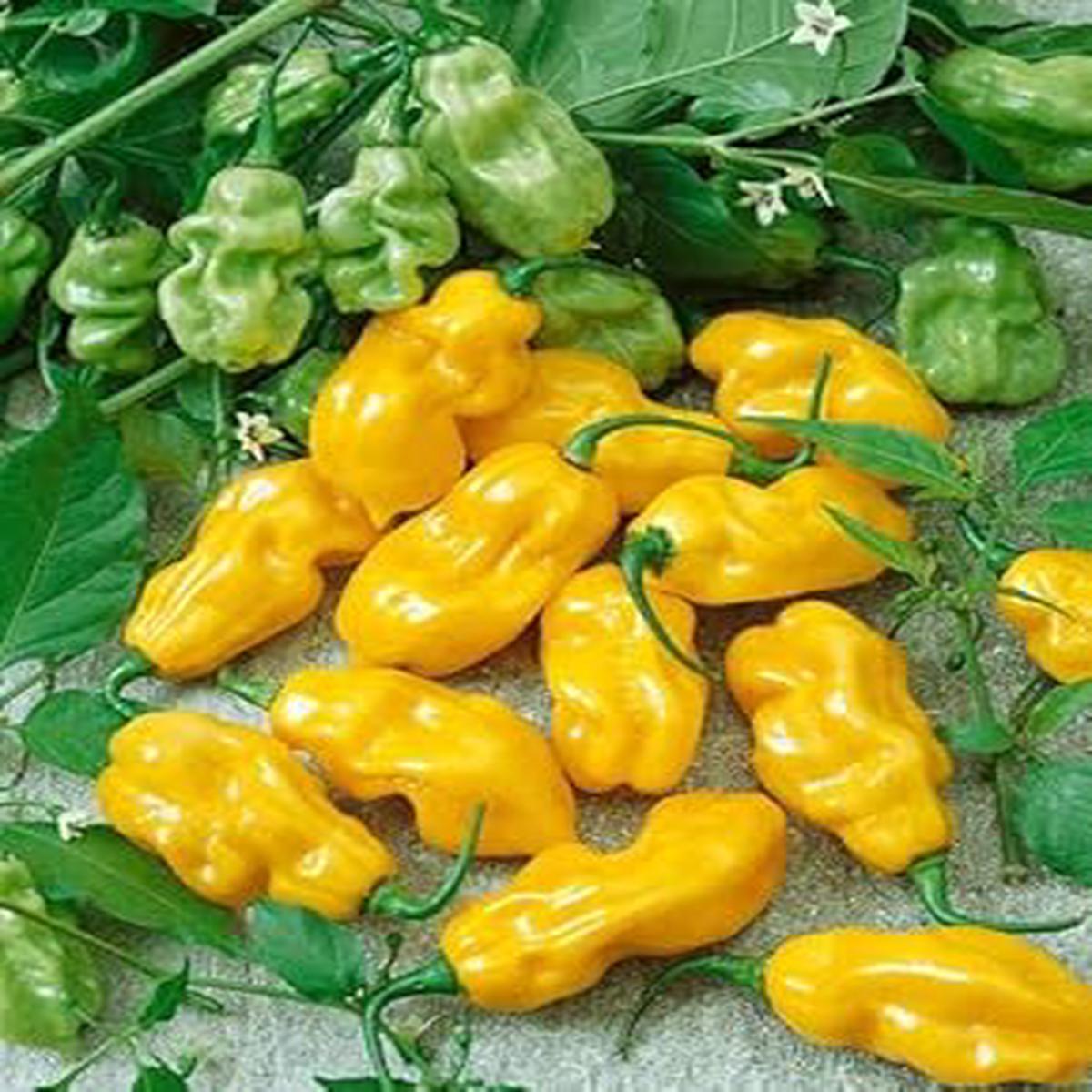 Yellow Pepper Vegetable Seeds for Planting  Heirloom & Non-GMO Garden Seeds