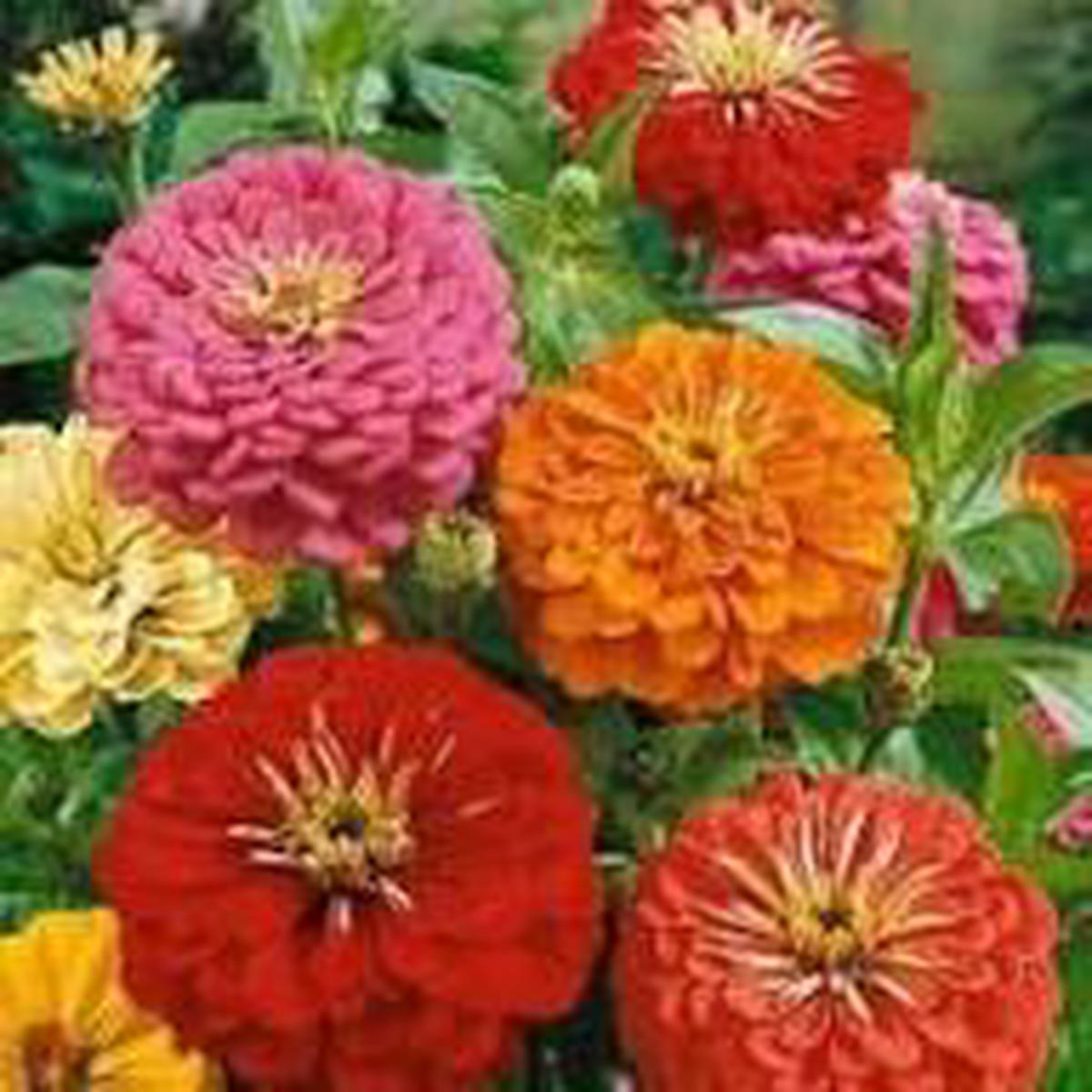 Zinnia Orange Flower Seeds for Planting  Bright Blooms | Heirloom, Non-GMO, High Germination Seeds