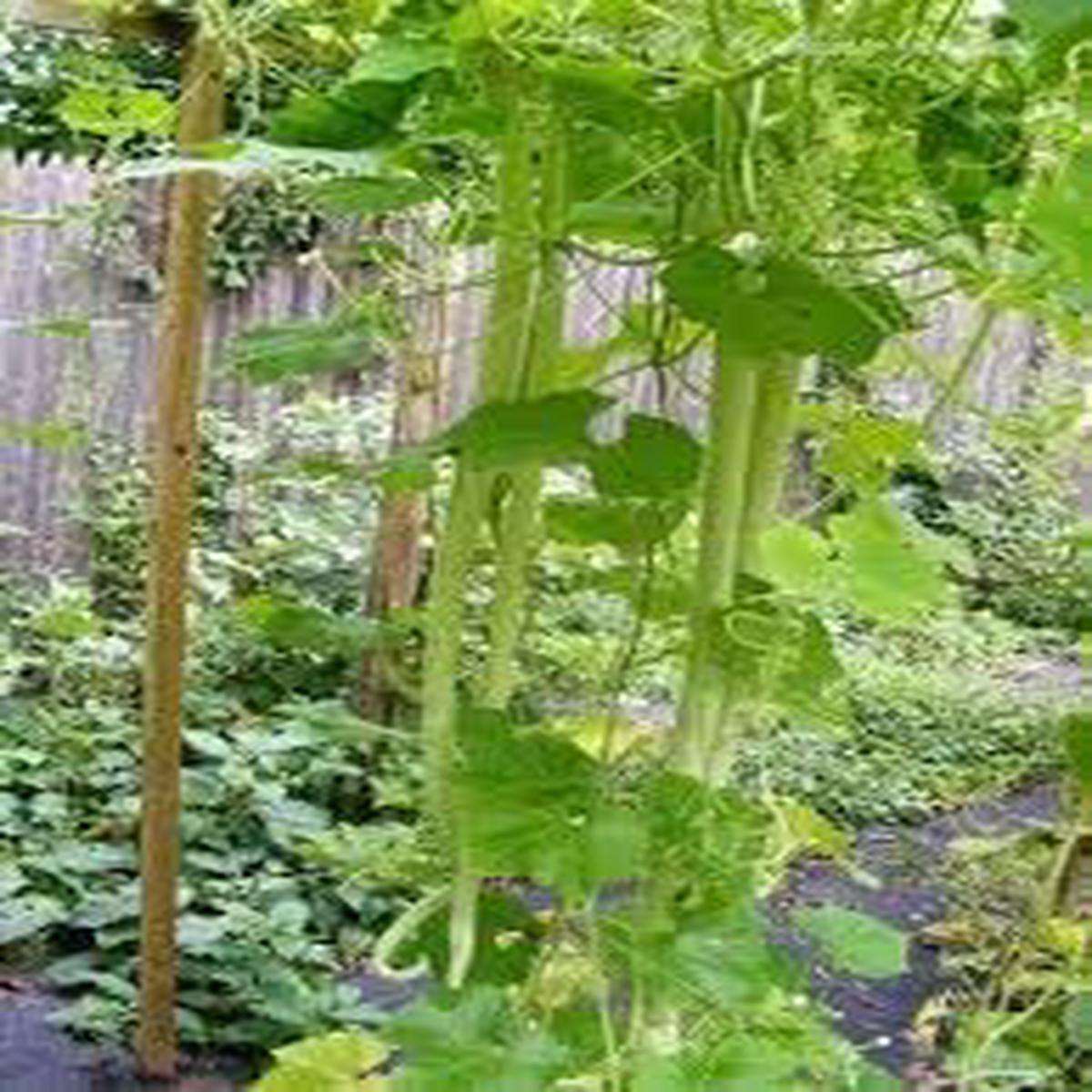 Zucchetta Vegetable Seeds for Planting  Heirloom Non-GMO, High Germination Organic Garden Seeds