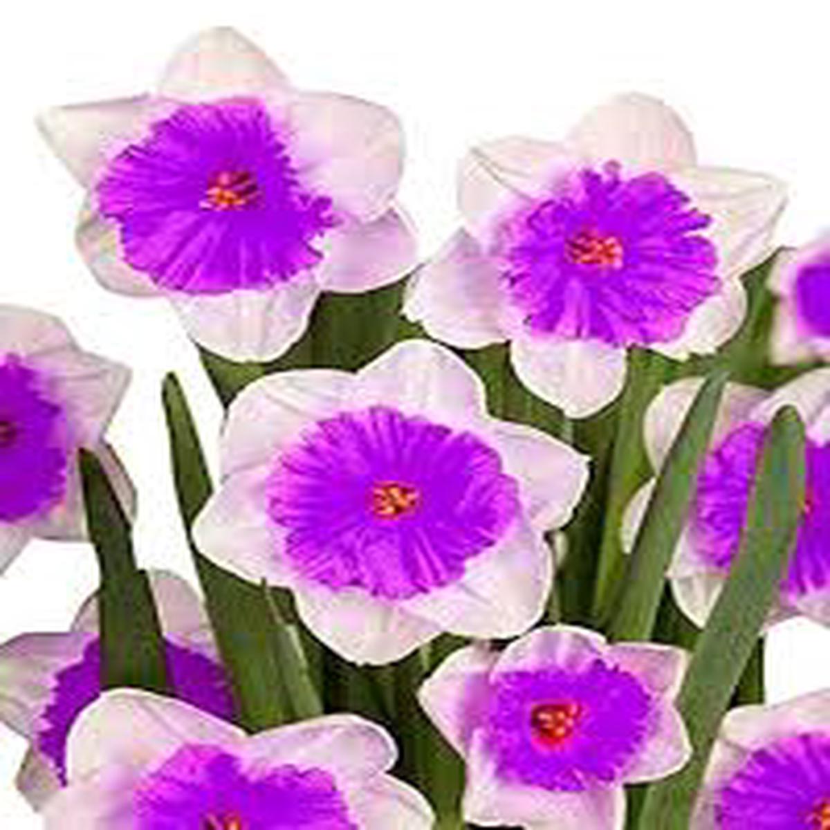 Althaea Rosea Flower Seeds for Planting Dark Brown Garden Favorite, Heirloom & Non-GMO, High Germination Organic Garden Seeds