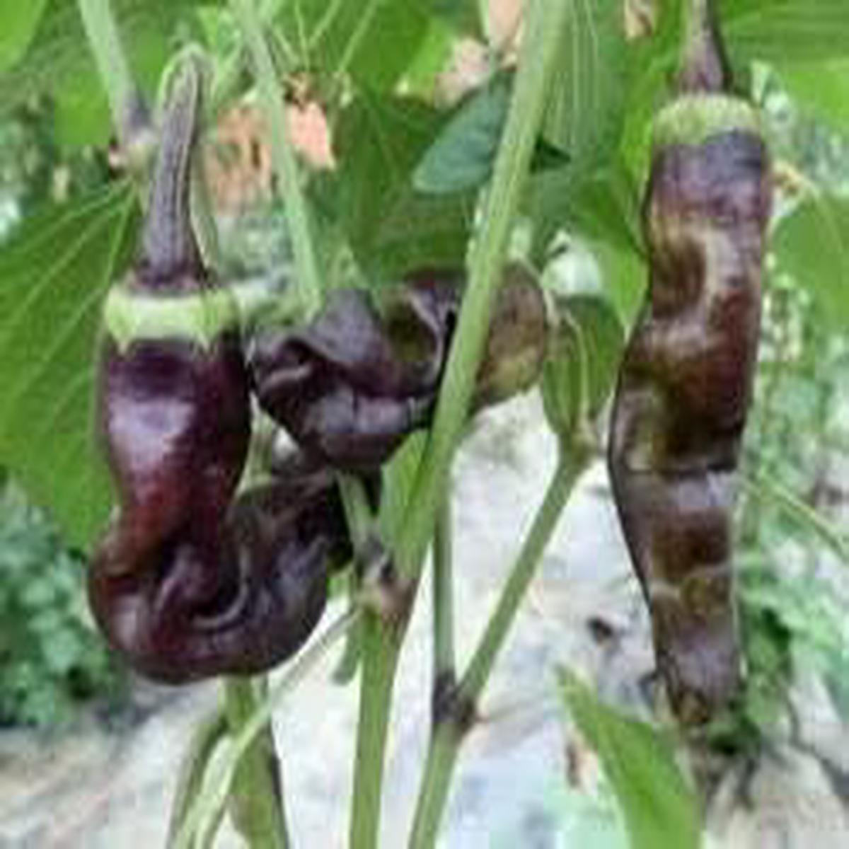 Black Chili Seeds for Planting Heirloom, Non-GMO, High Germination, Intense Heat & Deep Color