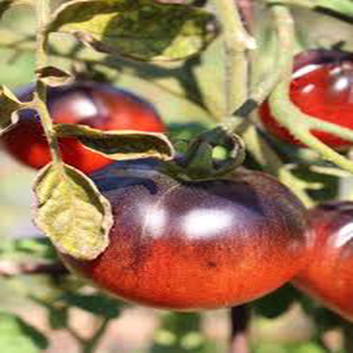 Black Red Tomato Vegetable Seeds for Planting Heirloom & Non-GMO Garden Seeds