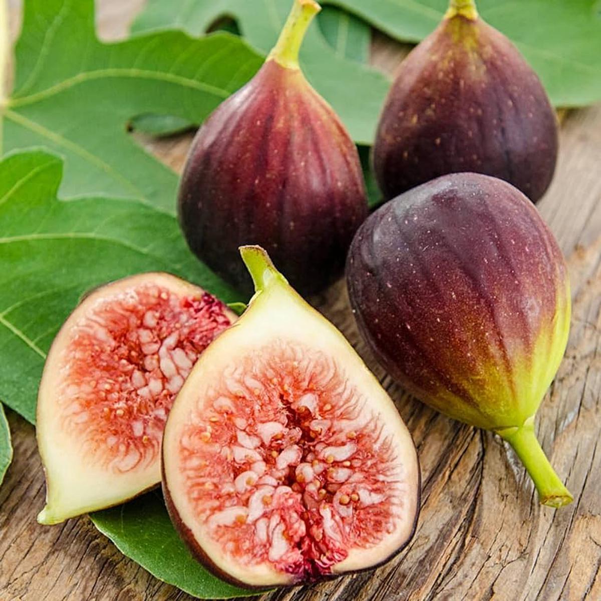 Brown Turkey Fig Fruit Tree Seeds for Planting heirloom non-GMO seeds, hardy fig trees for zones 100 pcs