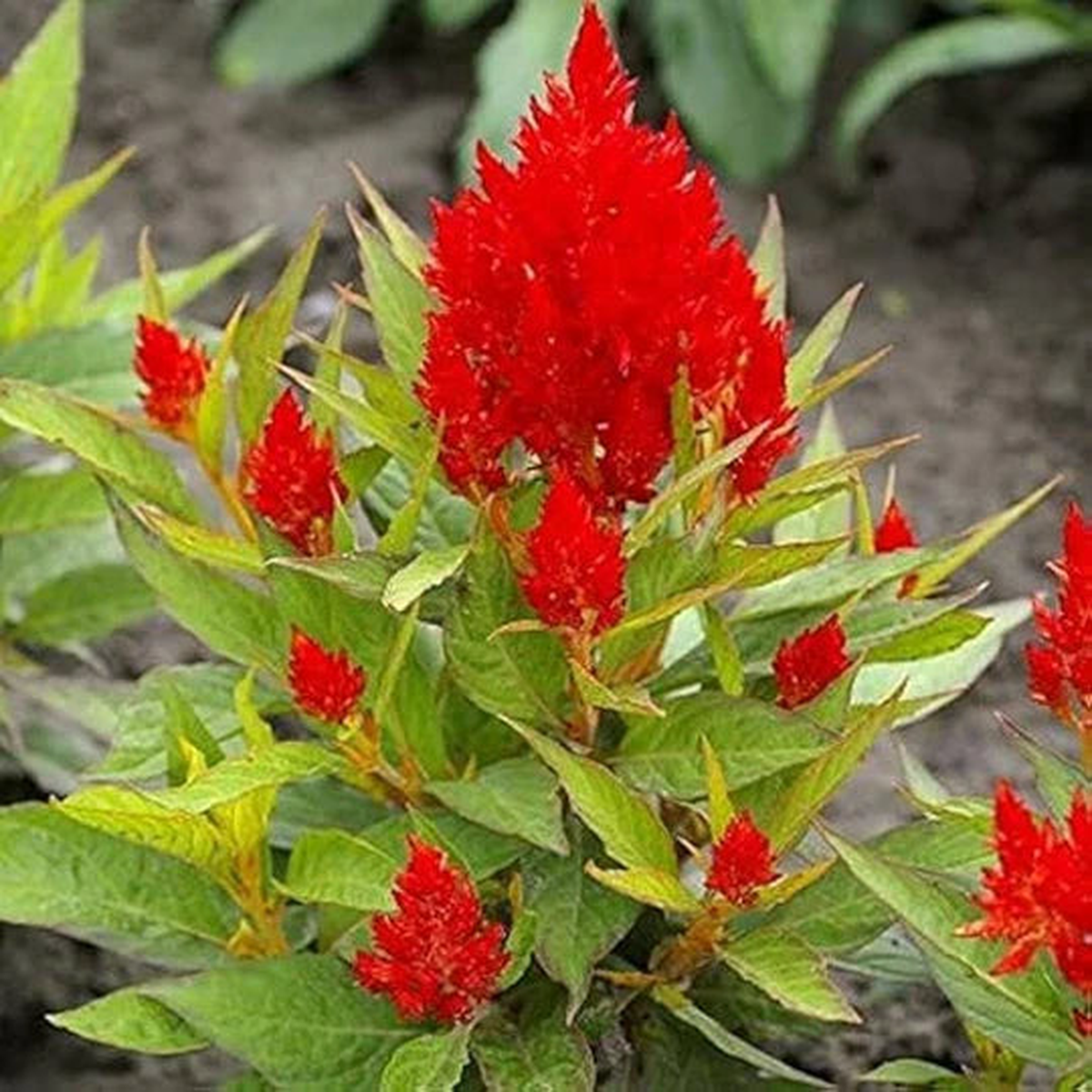 Celosia plumosa Flower Seeds for Planting  Heirloom & Non-GMO Vibrant Feathery Blooms for Containers, Borders & Summer Gardens