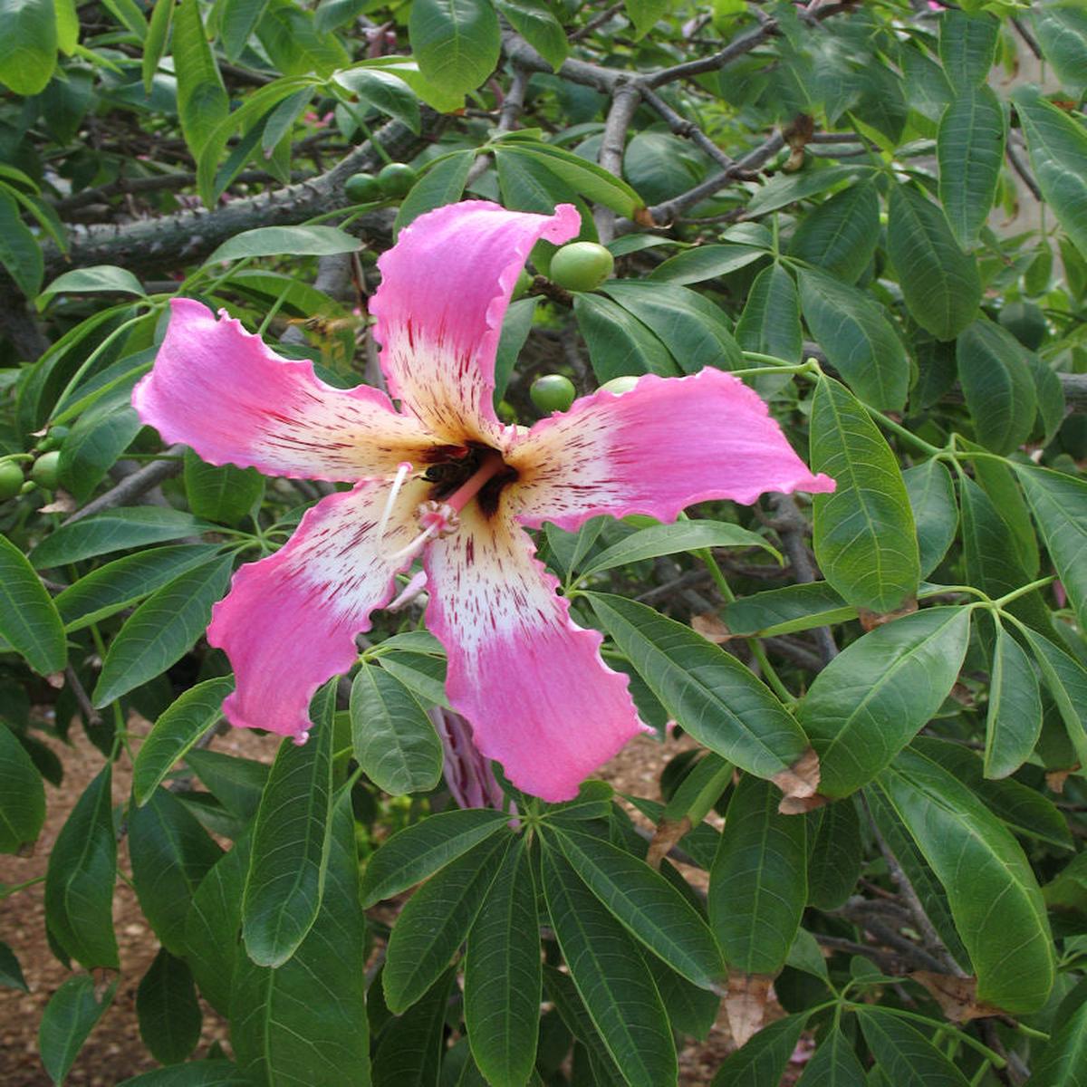 Chorisia Speciosa Flower Seeds for Planting Heirloom Non-GMO High Germination