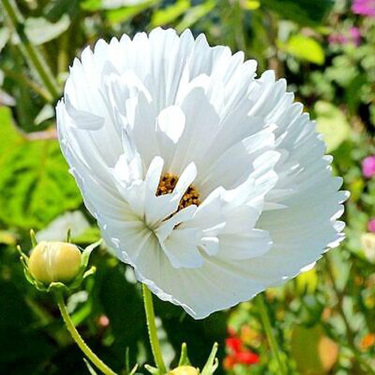 Cupcakes White Cosmos Flower Seeds (Cosmos bipinnatus) Heirloom, Non-GMO Elegant Blooms for Garden Planting