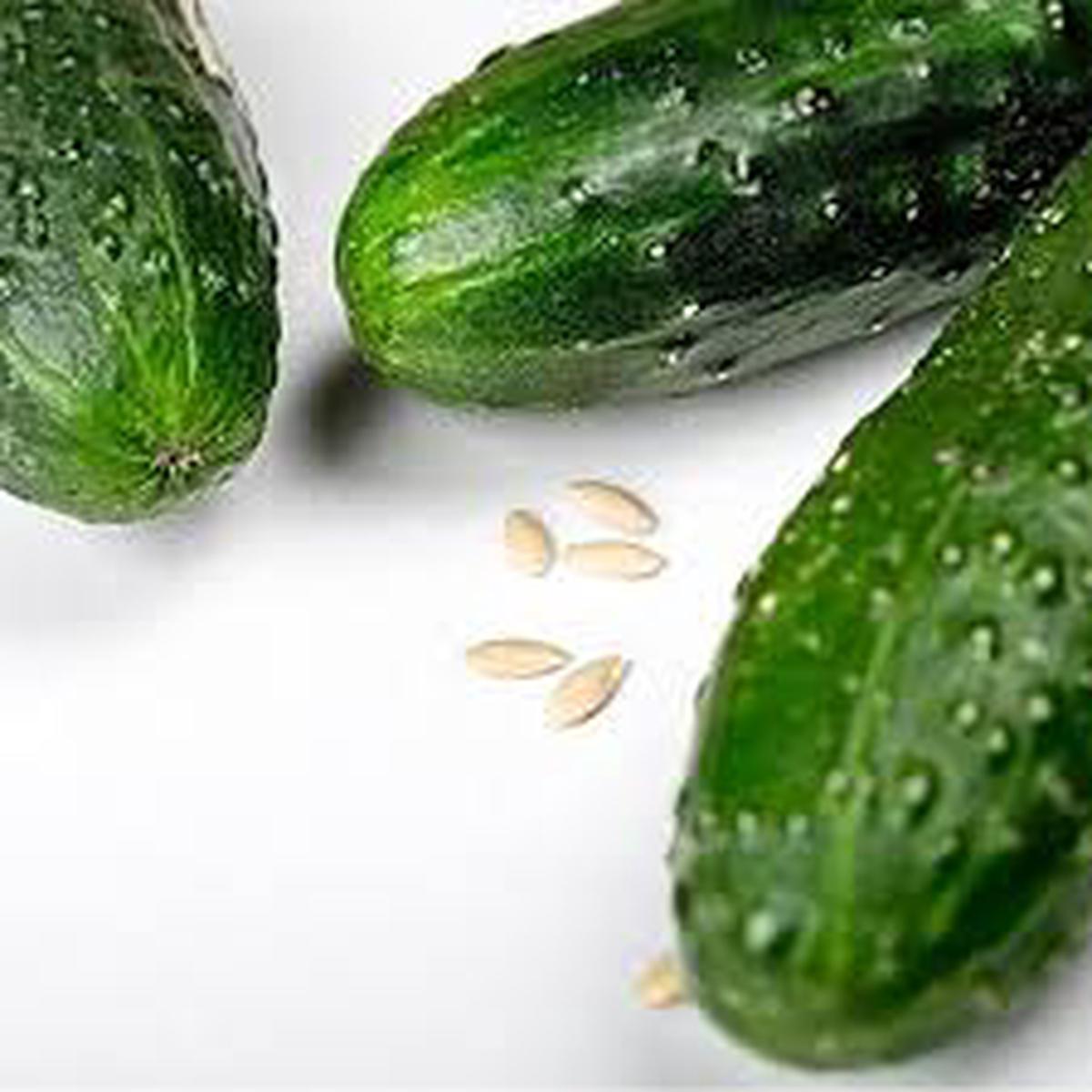 Green Cucumber flower seeds for planting - Heirloom & Non-GMO Garden Seeds