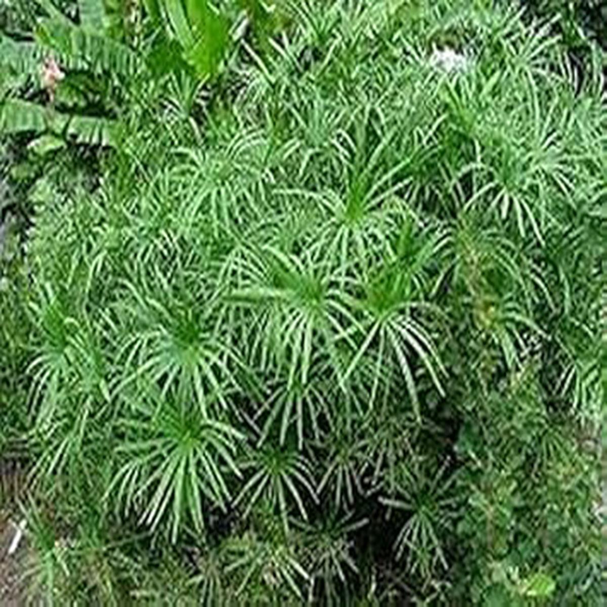 Green Cyperus Herb Seeds for Planting Heirloom, Non-GMO, Organic Garden Seeds with High Germination