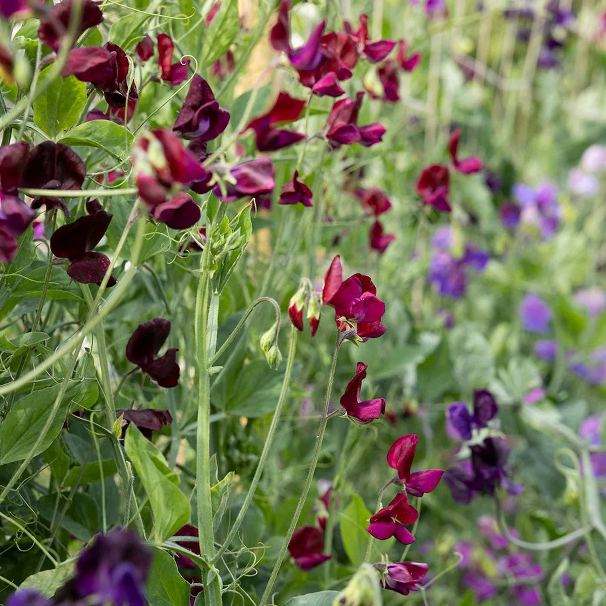 Lathyrus Flower Seeds for Planting Heirloom, Non-GMO, Shade Tolerant Garden Seeds