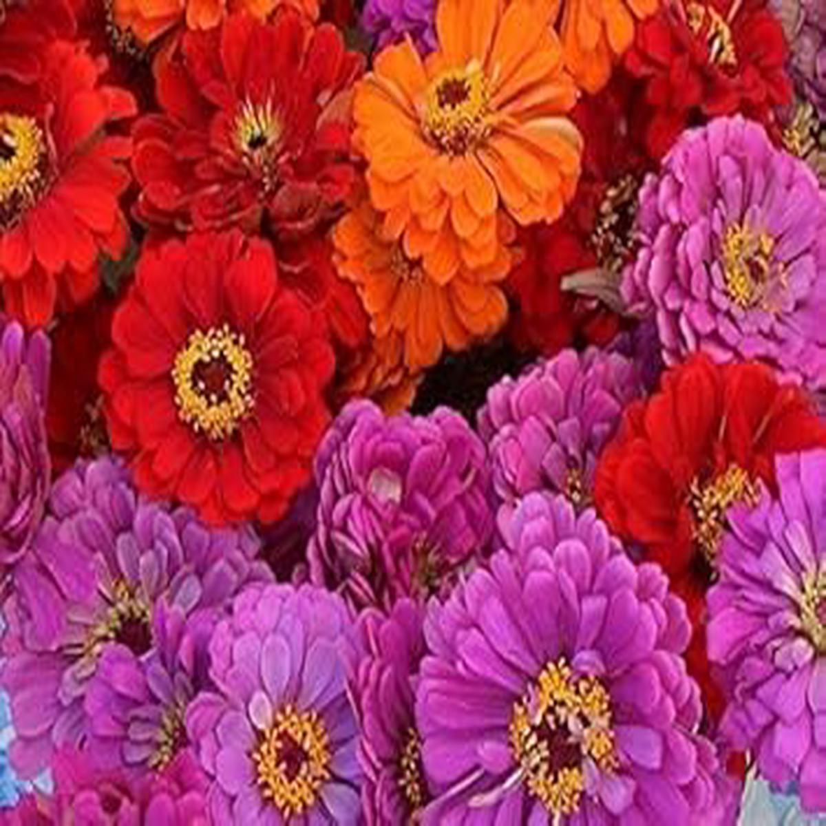Mixed Magellan Flower Seeds for Planting Heirloom Non-GMO, High Germination, Pollinator Friendly
