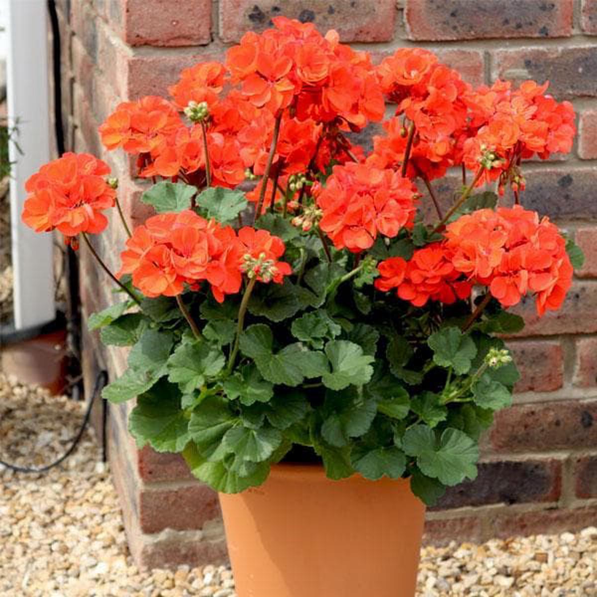 Orange Pelargonium Flower Seeds for Planting Heirloom, Non-GMO, High Germination Seeds