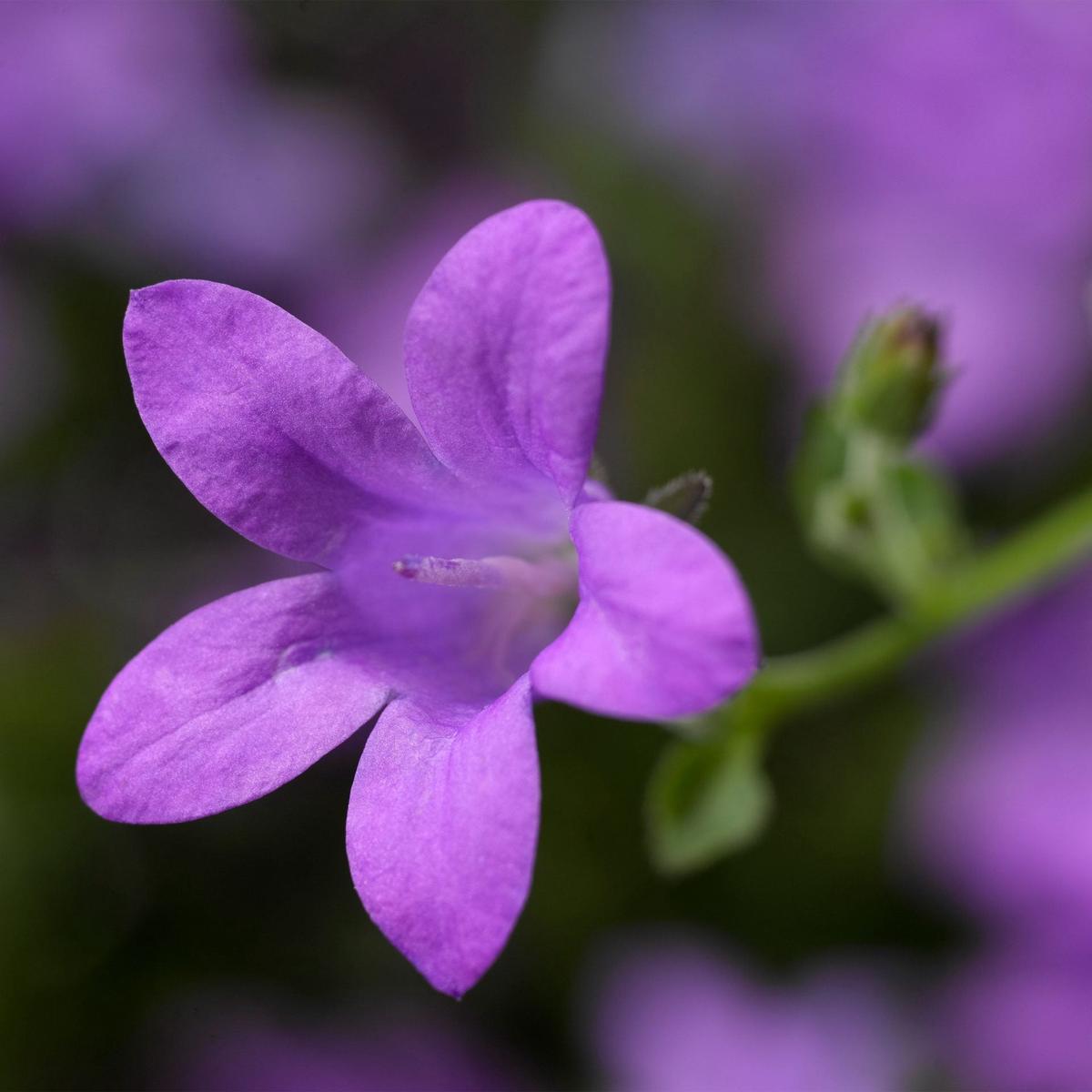 Purpleb Portenschlagiana Flower Seeds for Planting Heirloom, Non-GMO, High Germination Organic Garden Seeds