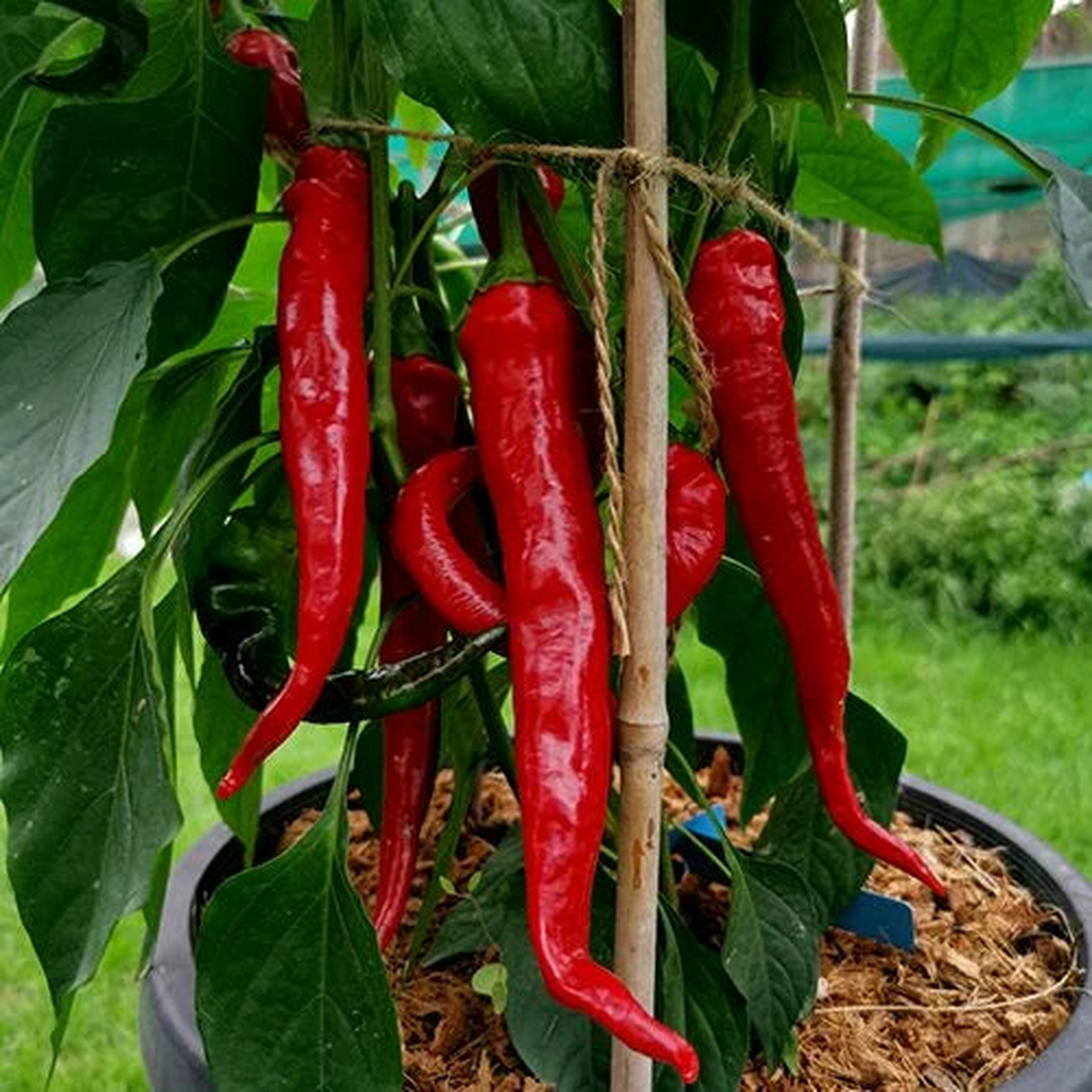 Salkim Biber Pepper Seeds for Planting Heirloom, Non-GMO, Unique Turkish Peppers High Germination