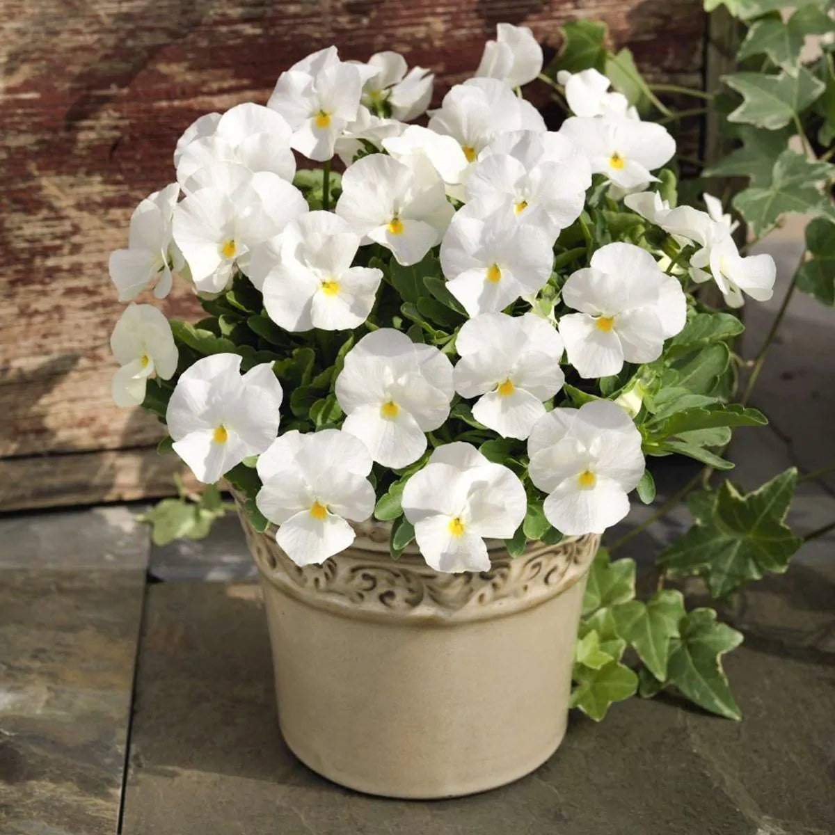White Pansy Flower Seeds for Planting Heirloom, Non-GMO, Compact Growth, High Germination