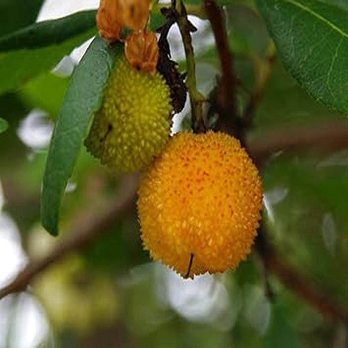 Yellow Arbutus unedo Strawberry Fruit Seeds Heirloom & Non-GMO Seeds for Planting 100 pcs