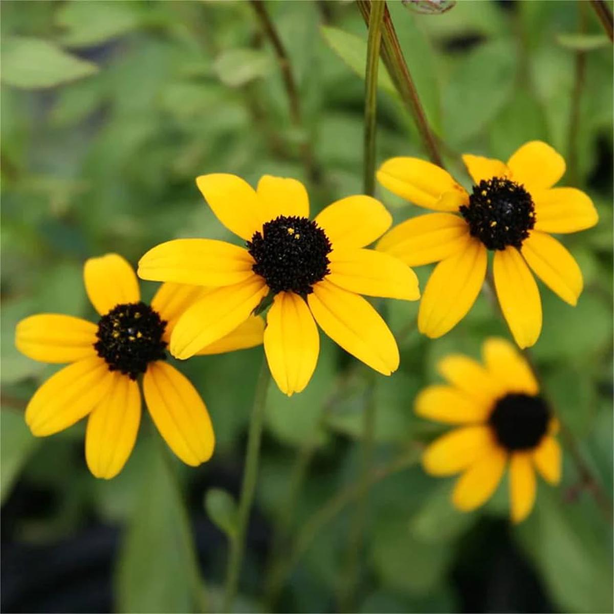 Yellow Rudbeckia Triloba Seeds  Heirloom, Non-GMO, Hardy Variety