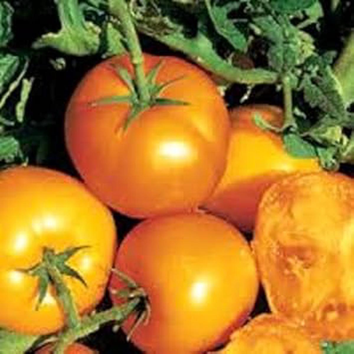 Yellow Tomato Vegetable Seeds for Planting  Heirloom & Non-GMO Seeds for Sweet and Tangy Garden Tomatoes