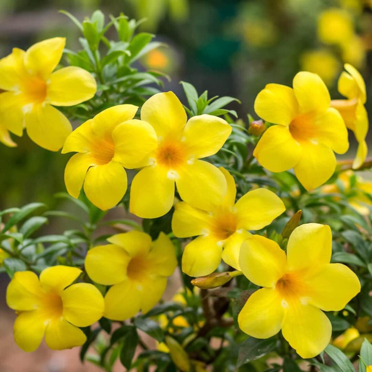 Allamanda Flower Seeds Heirloom, Non-GMO, High Germination Organic Garden Seeds