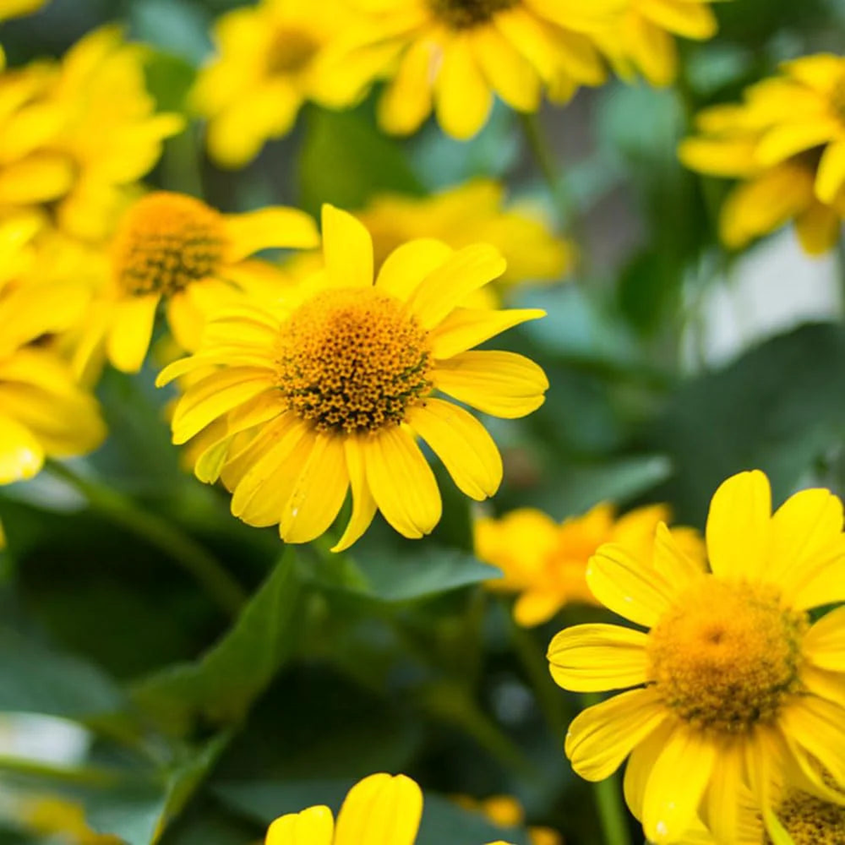 Arnica Montana Herb Seeds for Planting  Heirloom, Non-GMO, Organic Garden Seeds with High Germination Rate