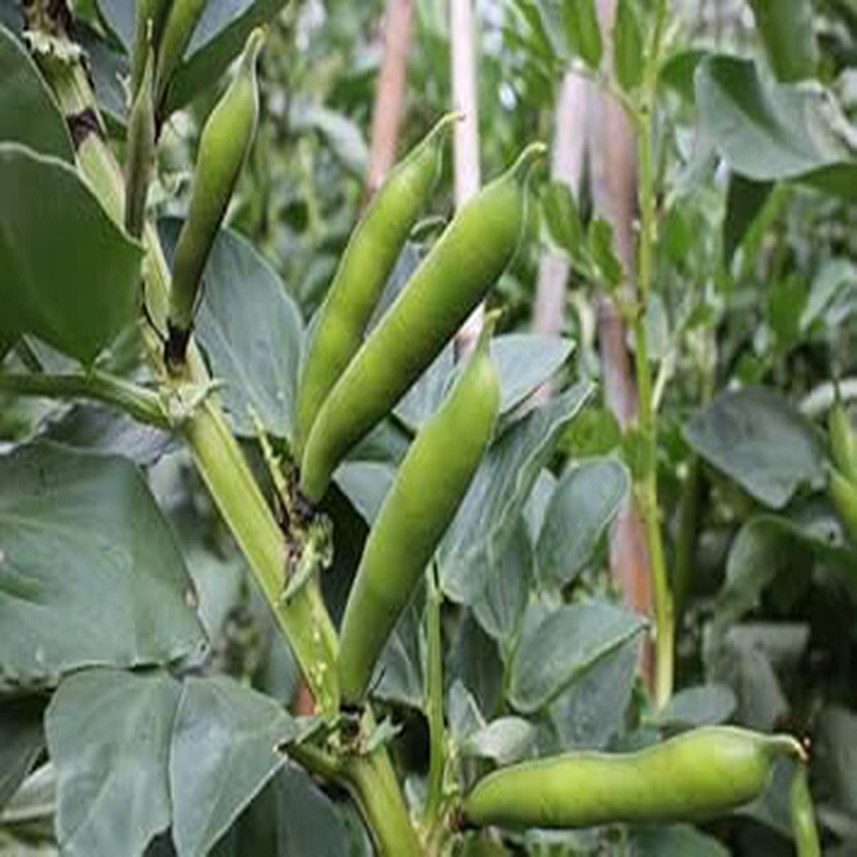 Bean Vegetable Seeds for Planting  Non-GMO Heirloom Organic Garden Seeds for Staple Crops