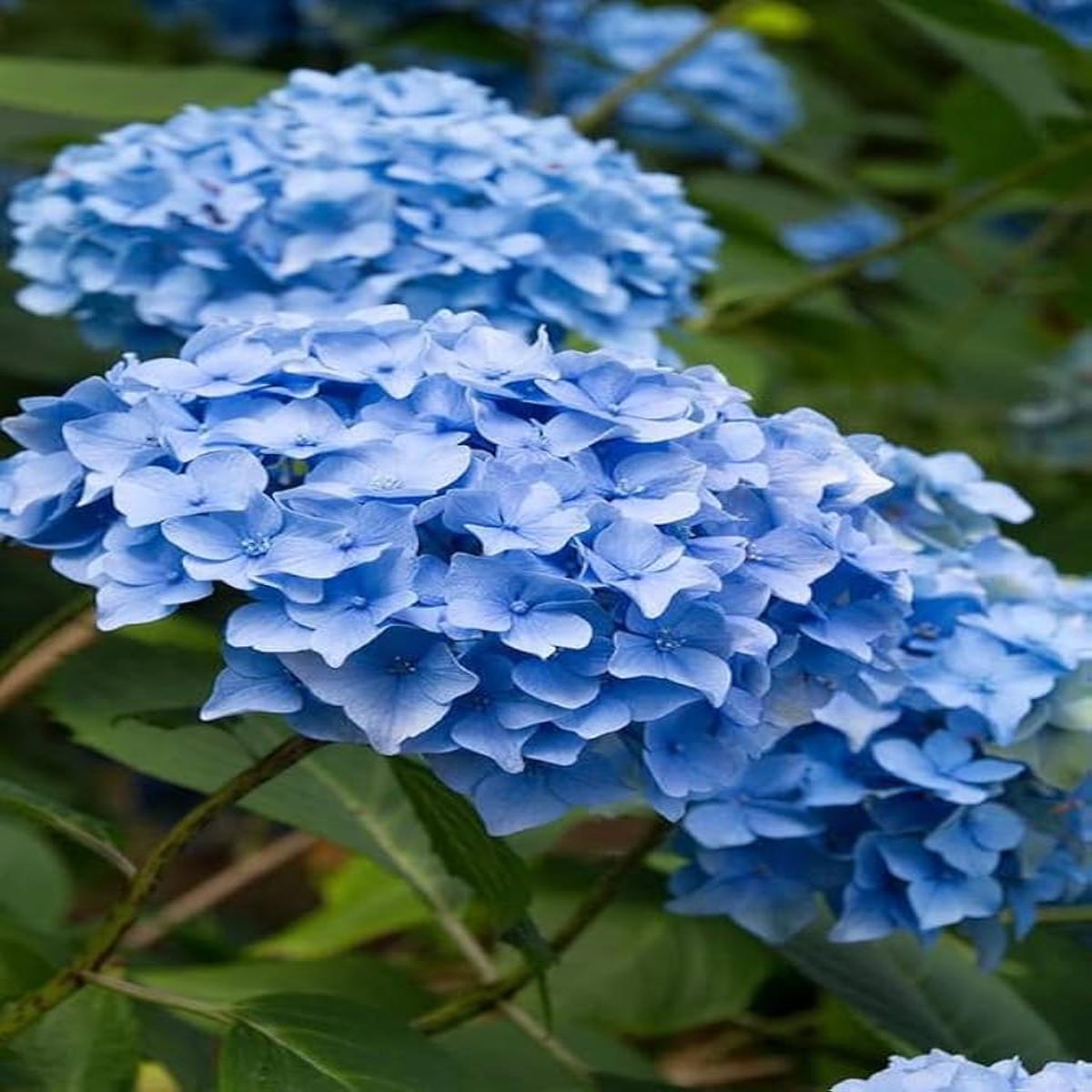 Blue Hydrangea Flower Seeds for Planting Heirloom Non-GMO, High Germination Organic Garden Seeds