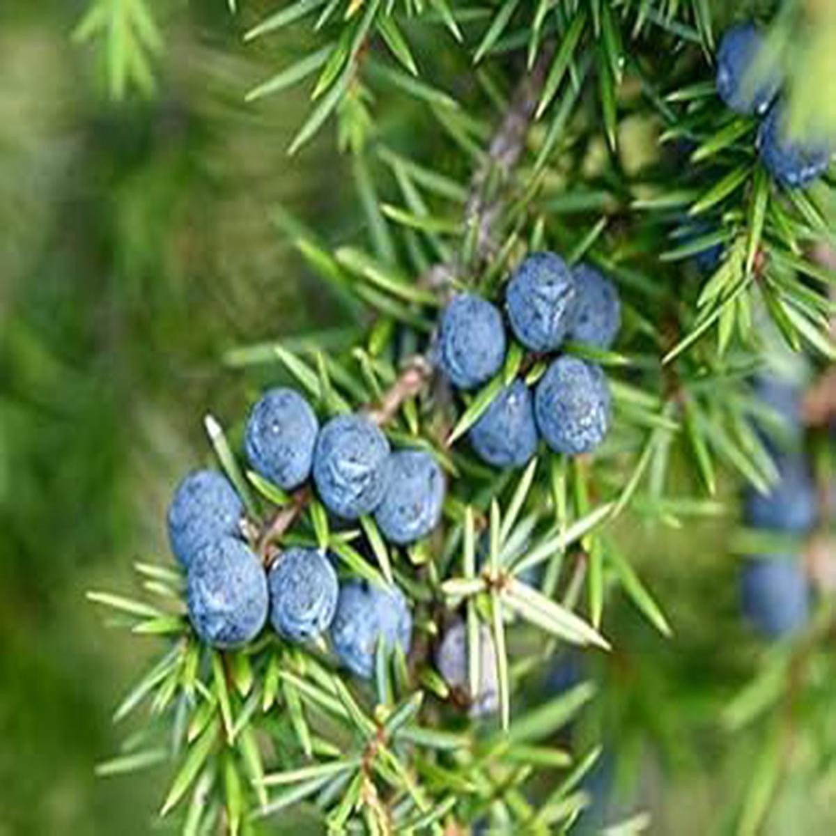 Blue Juniper Berries Fruit Seeds for Planting  Heirloom & Non-GMO Garden seeds, distinctive berries for edible landscapes