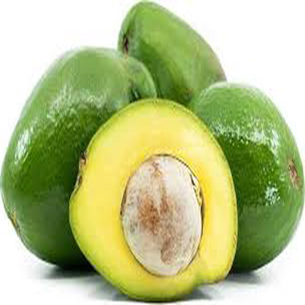 Choquette Avocado fruit seeds for planting - Heirloom & Non-GMO Garden seeds