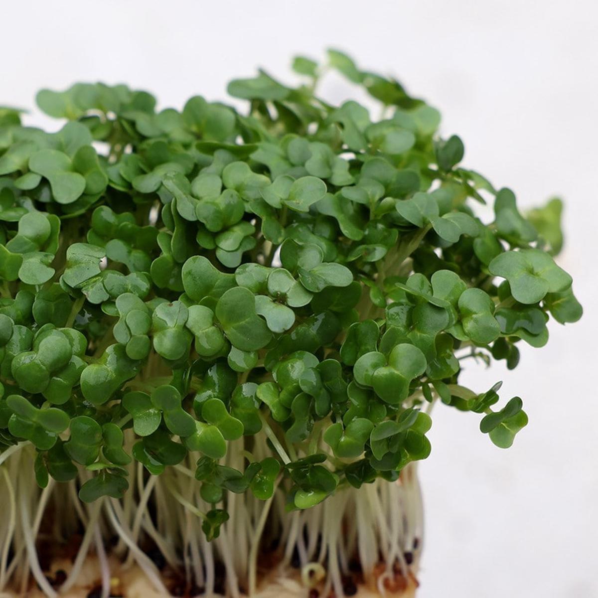 Cress Plant Seeds for Planting  Heirloom, Non-GMO Fast-Growing Herb for Garden & Kitchen