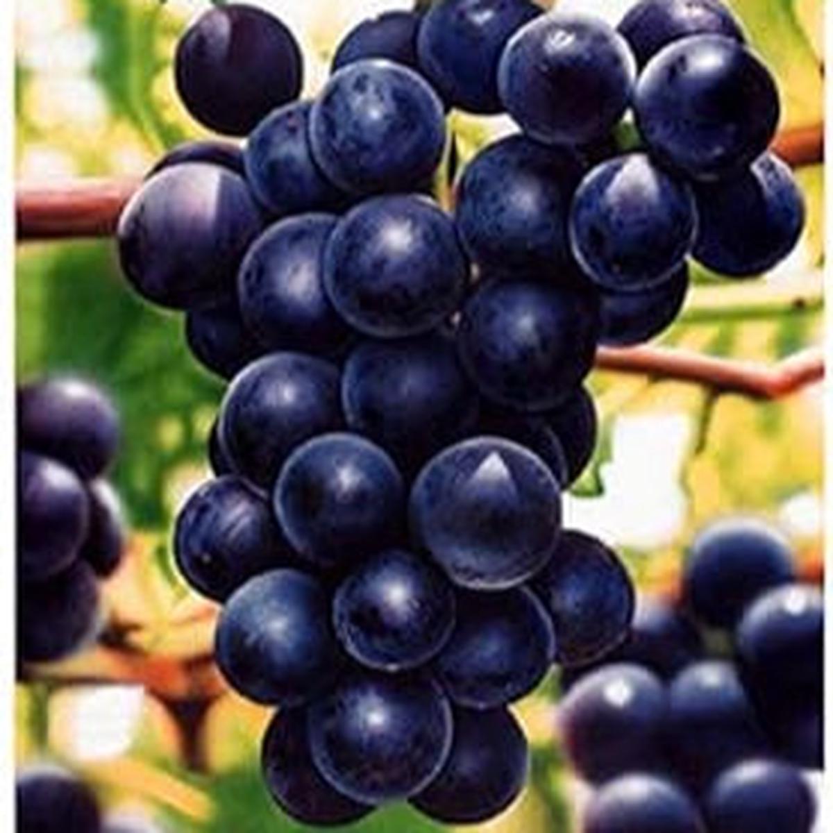 Fresh Grape Fruit Seeds for Planting - Heirloom & Non-GMO Garden Seeds