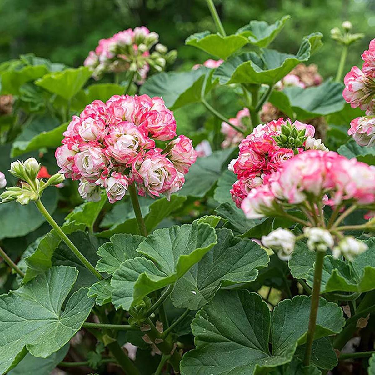 Geranium Apple Blossom Pink White Flower Seeds for Planting Heirloom, Non-GMO, High Germination