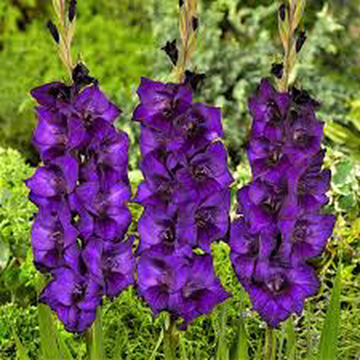 Gladiolus Flower Seeds for Planting Heirloom, Non-GMO, Pollinator Friendly, High Germination Seeds