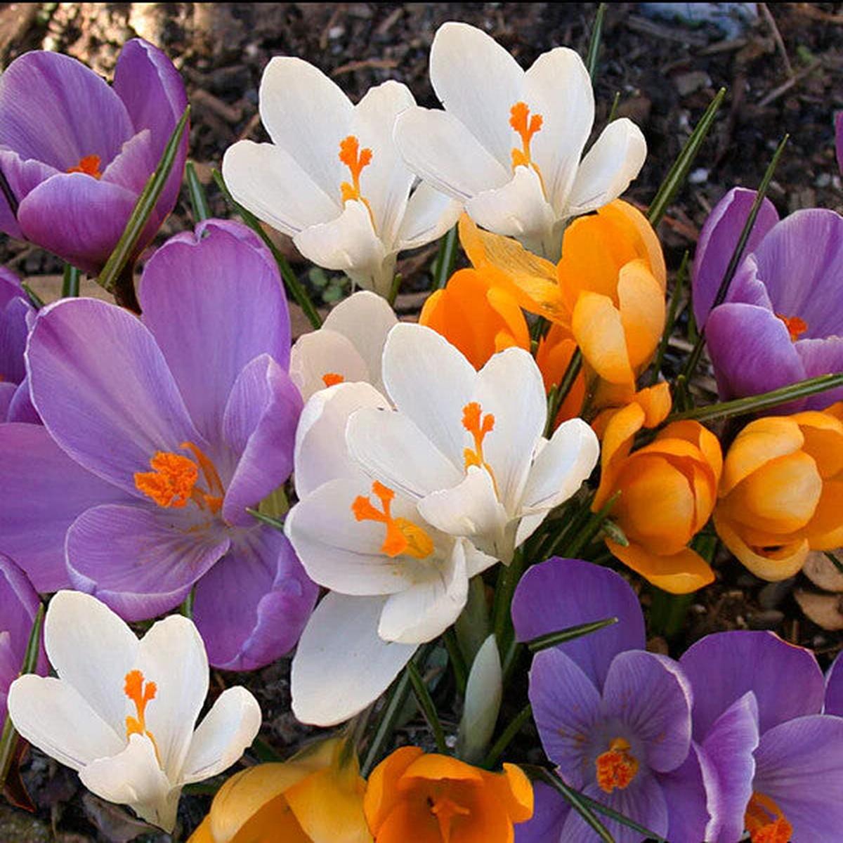 Mixed Colors Crocus Flower Seeds for Planting Heirloom Non-GMO, High Germination Organic Garden Seeds
