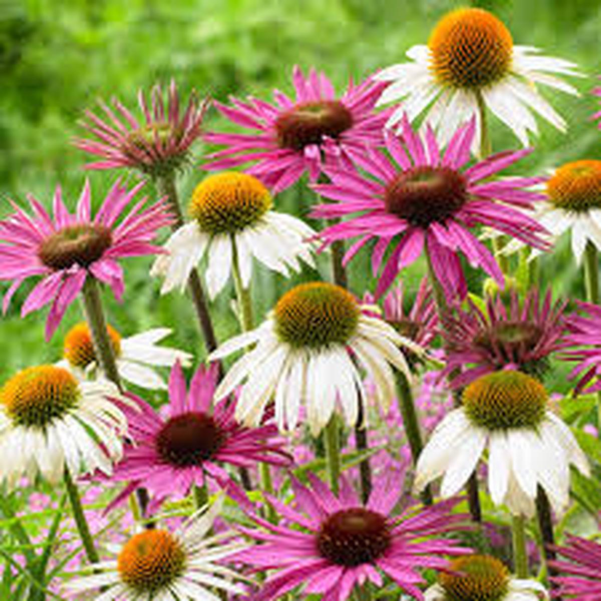 Mixed ConeFlower Seeds for Planting - Low Maintenance, Heirloom, Non-GMO, High Germination, 100pcs