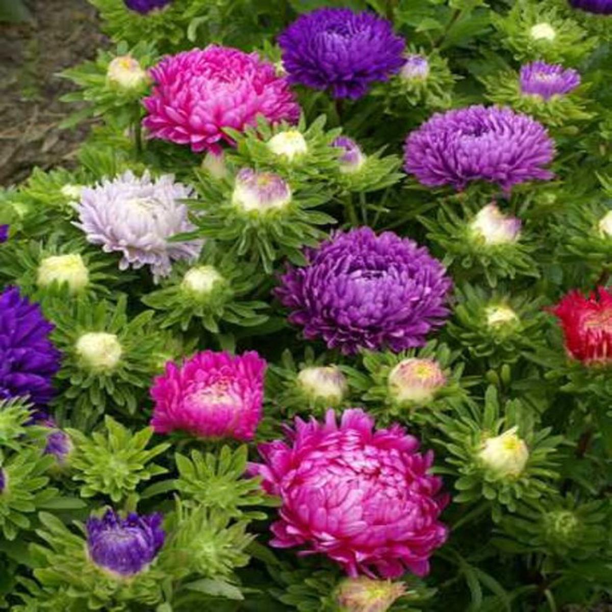 Multi-Colour Aster Flower Seeds for Planting Heirloom, Non-GMO, High Germination Organic Garden Seeds