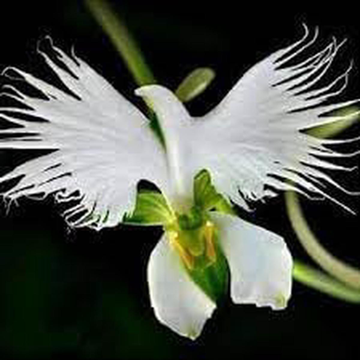 Orchid Flower Seeds for Planting Heirloom Non-GMO High Germination Organic Garden Seeds