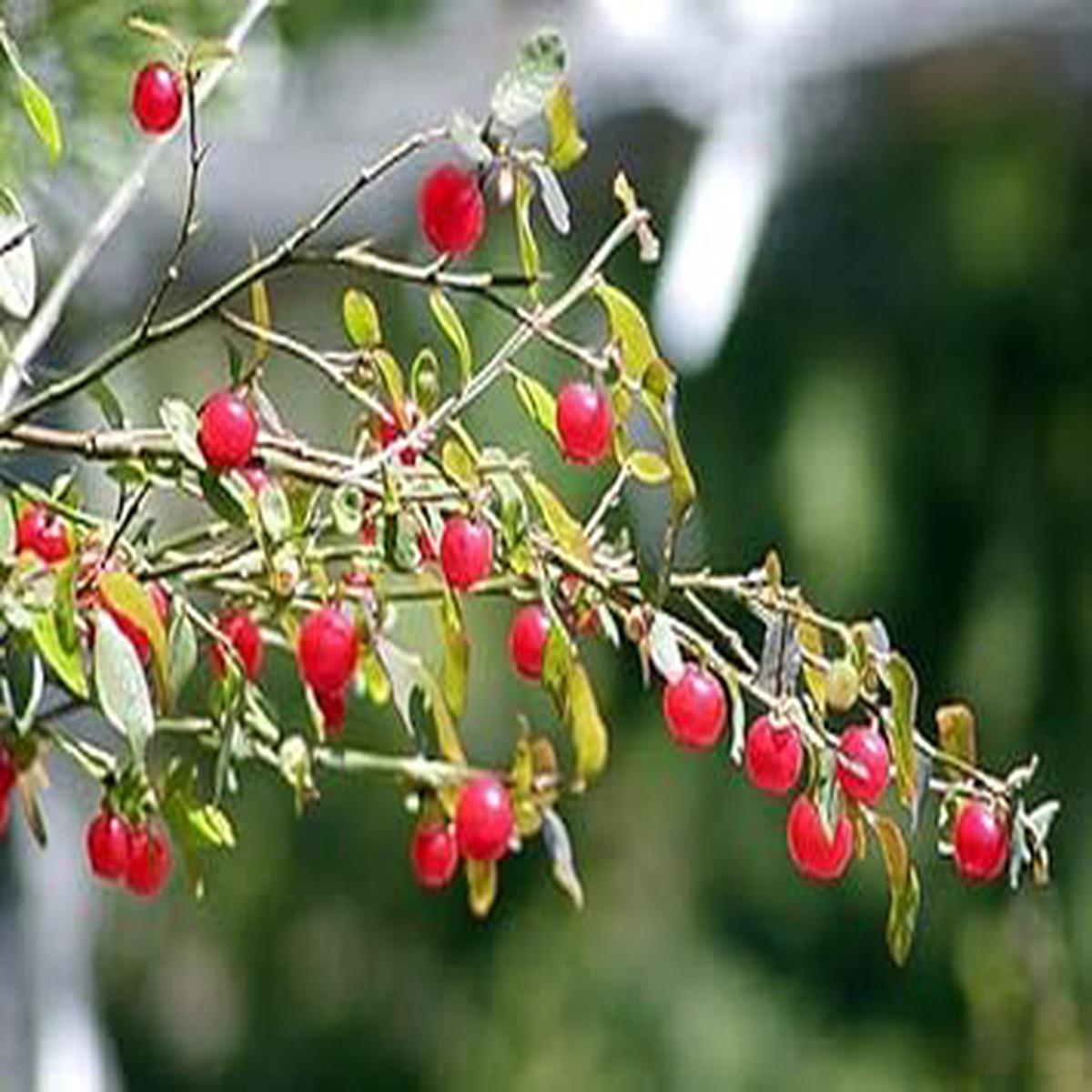 Red Huckleberry fruit seeds for planting Heirloom & Non-GMO Garden seeds