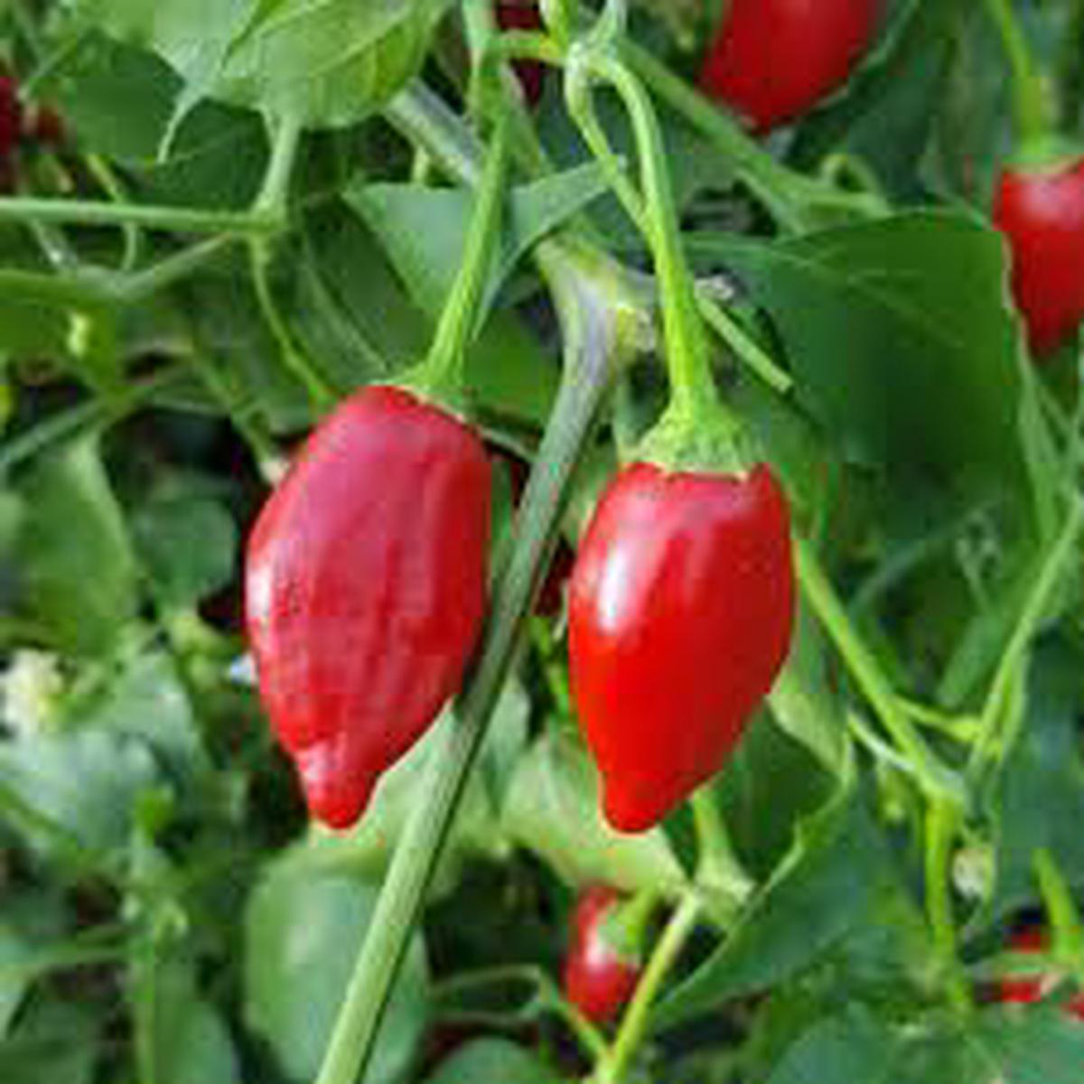 Red Inca Vegetable Seeds for Planting Heirloom & Non-GMO Seeds for Nutritious, Ancient Garden Crops