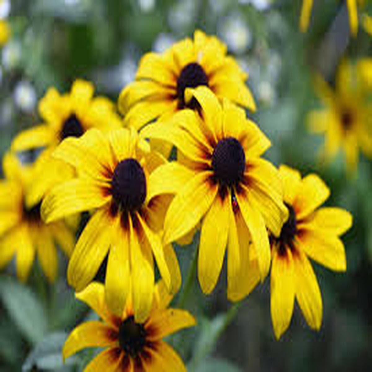 Susan Flower Seeds for Planting Drought Tolerant, Heirloom, Non-GMO, High Germination