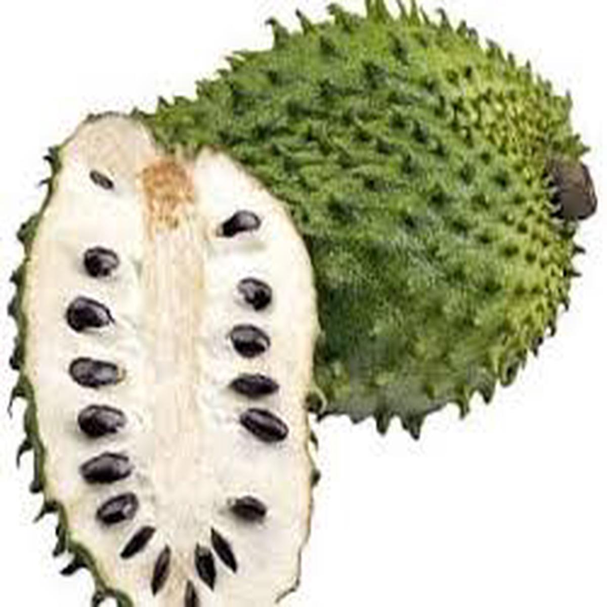 White Pulp Soursop fruit seeds for planting - Heirloom & Non-GMO Garden seeds