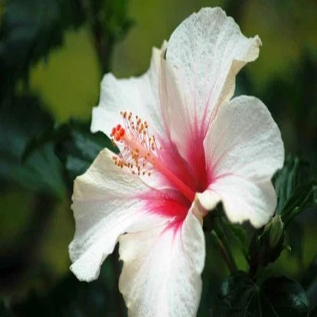 White Red Hibiscus Flower Seeds Compact Growth, Heirloom & Non-GMO Seeds for Home Garden